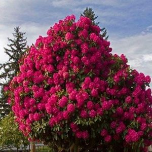 Meet your Posher, Yolanda